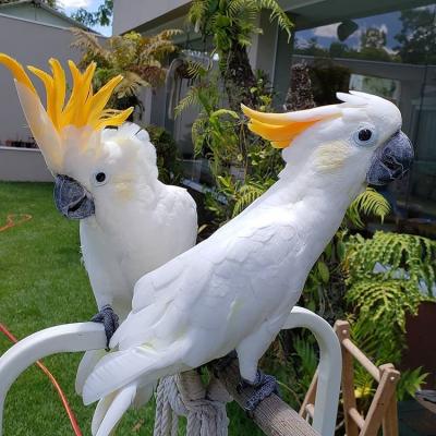  Sulphur-crested Cockatoo Parrots  - Dubai Birds