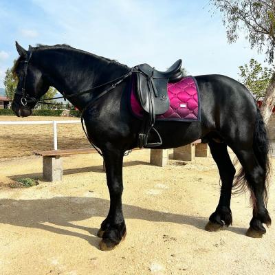  Friesian Horse    - Dubai Other