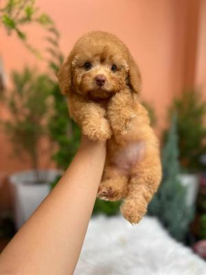  Toy Poodle puppies  - Dubai Dogs, Puppies