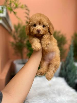  Toy Poodle puppies  - Dubai Dogs, Puppies