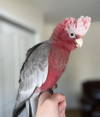   Galah Cockatoo Parrots    - Dubai Birds