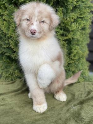   Australian shepherd puppies - Dubai Dogs, Puppies