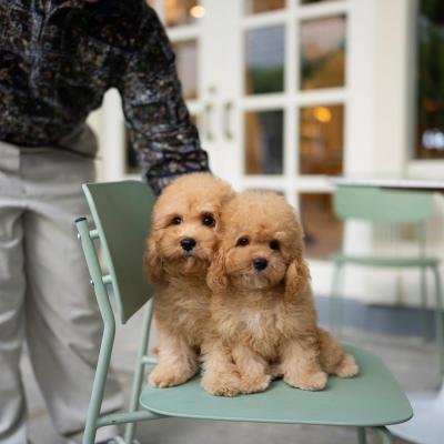  Goldendoodle Puppies Available - Dubai Dogs, Puppies