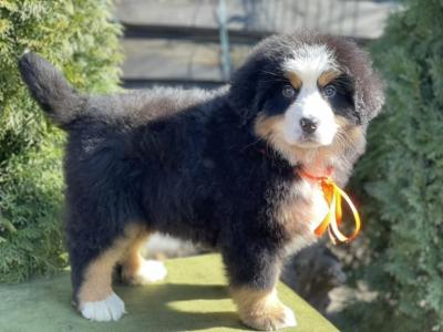   Bernese Mountain Puppies - Dubai Dogs, Puppies