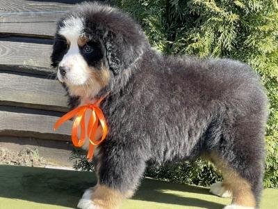   Bernese Mountain Puppies - Dubai Dogs, Puppies