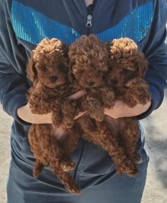 Red Toy Poodle - Vienna Dogs, Puppies