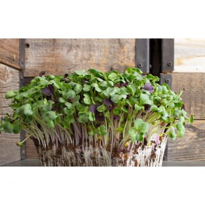 Buy Microgreens Near Me - Other Other