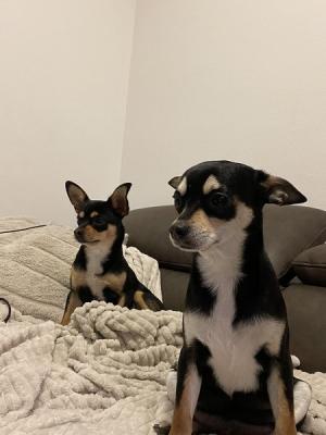 Chihuahua puppies - Vienna Dogs, Puppies