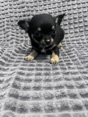 Chihuahua puppies - Vienna Dogs, Puppies