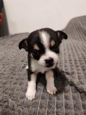 Chihuahua puppies - Vienna Dogs, Puppies