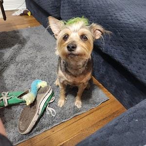 Deshed Mobile Dog Grooming Dallas - Other Other