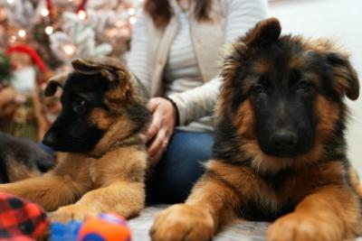 Long Haired German Shepherd Puppies - Other Other