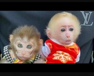 Pygmy Marmoset Monkey Available - Dubai Other