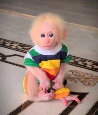 Emotional Filled Capuchin Monkeys Available - Dubai Other