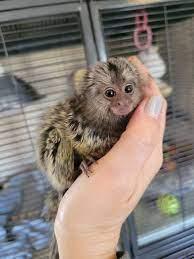 Adorable Marmoset Monkeys - Dubai Other