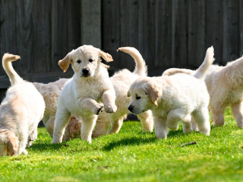 Healthy Golden Retriever Puppies for Sale Near Tennessee