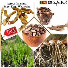 Sweet Flag Dried Root Acorus Calamus Organic Ceylon Natural Vasambu Vacha Herbal - Toronto - Canada