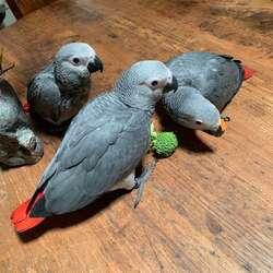 Talking Baby African Grey Parrots for sale in Singapore