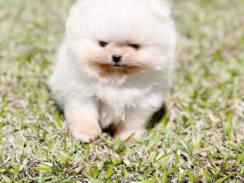 Priceless White Pomeranian Puppy For Adoption Beautiful,Pomeranian girl looking for new home