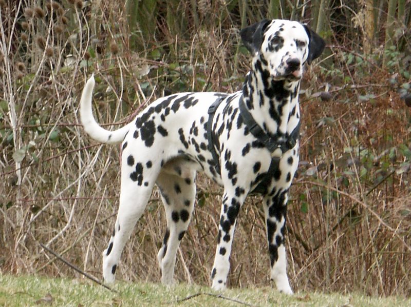 Pakistan Dalmatian Breeders, Grooming, Dog, Puppies, Reviews, Articles