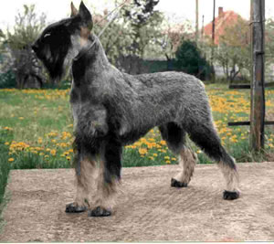 Pakistan Giant Schnauzer Breeders, Grooming, Dog, Puppies, Reviews, Articles