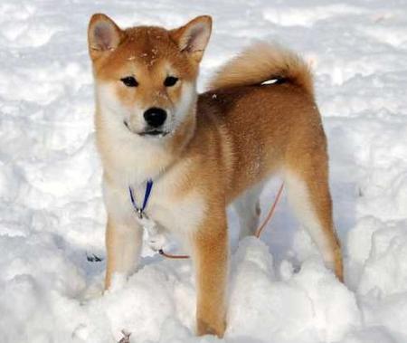 Pakistan Shiba Inu Breeders Grooming Dog Puppies Reviews