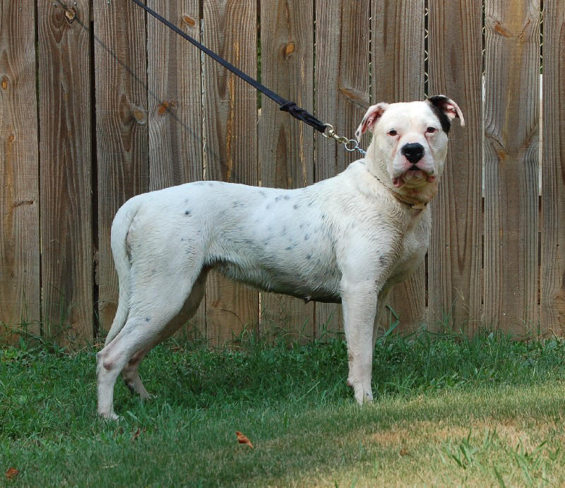 India American Bulldog Breeders, Grooming, Dog, Puppies, Reviews, Articles