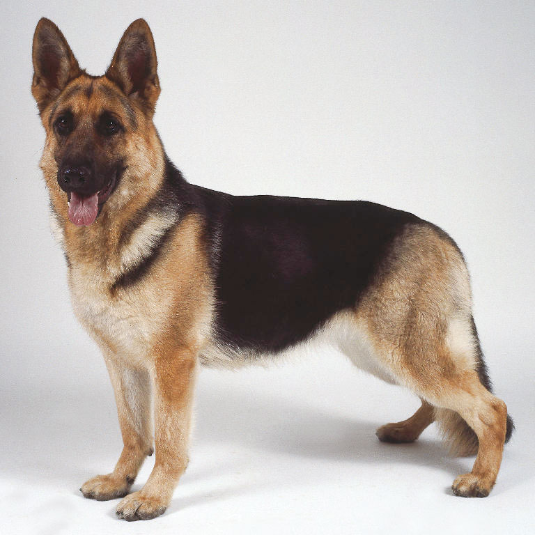 India German Shepherd Breeders, Grooming, Dog, Puppies, Reviews, Articles