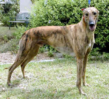 India Greyhound Breeders, Grooming, Dog, Puppies, Reviews, Articles ...