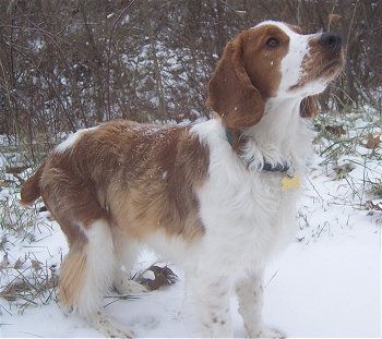 India Welsh Springer Spaniel Breeders, Grooming, Dog, Puppies, Reviews, Articles