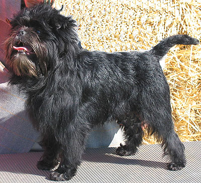 UK Affenpinscher Breeders, Grooming, Dog, Puppies, Reviews, Articles