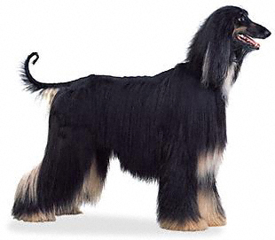 UK Afghan Hound Breeders, Grooming, Dog, Puppies, Reviews, Articles