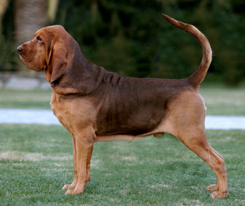 UK Bloodhound Breeders, Grooming, Dog, Puppies, Reviews, Articles