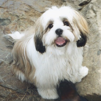 USA Lhasa Apso Breeders, Grooming, Dog, Puppies, Reviews, Articles