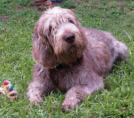 UK Spinone Italiano Breeders, Grooming, Dog, Puppies, Reviews, Articles