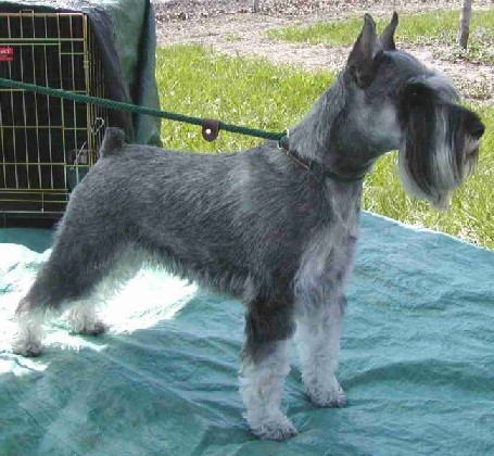 USA Standard Schnauzer Breeders, Grooming, Dog, Puppies, Reviews ...