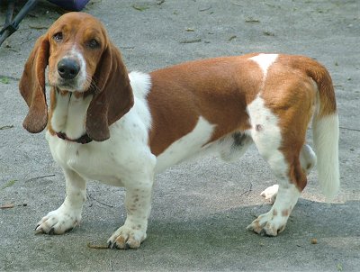 Canada Basset Hound Breeders, Grooming, Dog, Puppies, Reviews, Articles