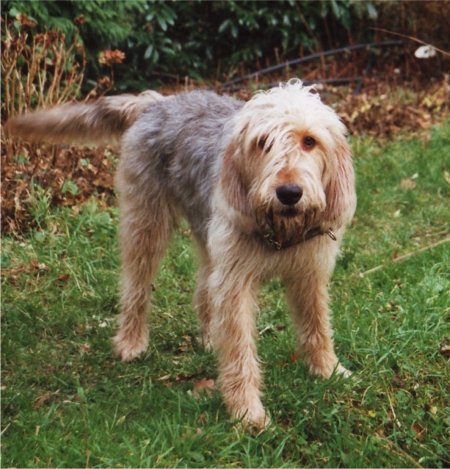 english otterhound