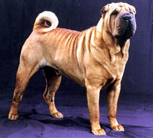 Philippines Chinese Shar Pei Breeders Grooming Dog Puppies