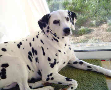 Philippines Dalmatian Breeders, Grooming, Dog, Puppies, Reviews, Articles