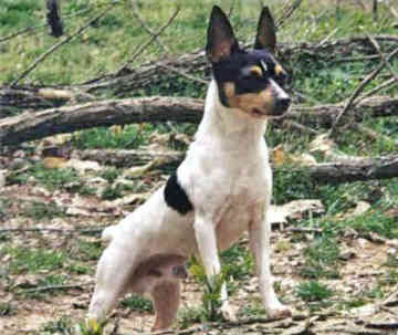 Philippines Toy Fox Terrier Breeders, Grooming, Dog, Puppies, Reviews, Articles