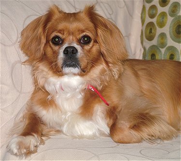 Ireland Tibetan Spaniel  Breeders, Grooming, Dog, Puppies, Reviews, Articles