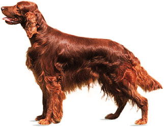 Philippines Irish Setter Breeders, Grooming, Dog, Puppies, Reviews, Articles