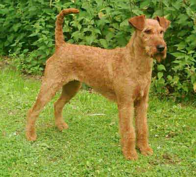 Philippines Irish Terrier Breeders, Grooming, Dog, Puppies, Reviews, Articles