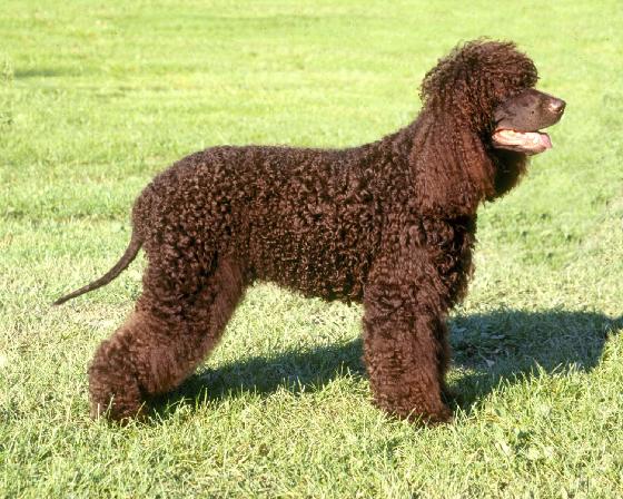 Philippines Irish Water Spaniel Breeders, Grooming, Dog, Puppies, Reviews, Articles