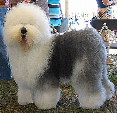 Philippines Old English Sheepdog Breeders, Grooming, Dog, Puppies, Reviews, Articles