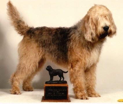 Ireland Otterhound Breeders, Grooming, Dog, Puppies, Reviews, Articles