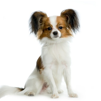 Philippines Papillon Breeders, Grooming, Dog, Puppies, Reviews, Articles