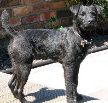 Philippines Patterdale Terrier Breeders, Grooming, Dog, Puppies, Reviews, Articles