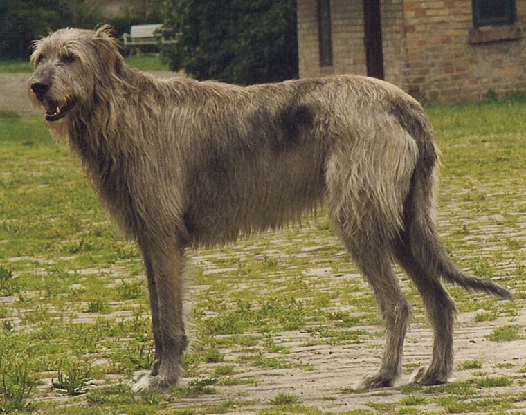 Philippines Irish Wolfhound Breeders, Grooming, Dog, Puppies, Reviews, Articles